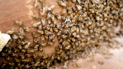 Foto: Reprodução/Prefeitura de Lucas do Rio Verde - MT