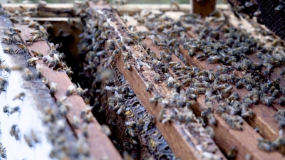 Foto: Reprodução/Prefeitura de Lucas do Rio Verde - MT