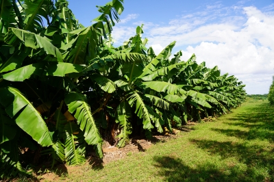Foto: Reprodução/Prefeitura de Lucas do Rio Verde - MT