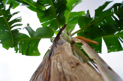 Foto: Reprodução/Prefeitura de Lucas do Rio Verde - MT