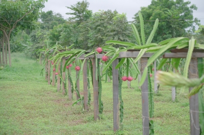 Foto: Reprodução/Prefeitura de Lucas do Rio Verde - MT