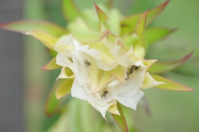 Foto: Reprodução/Prefeitura de Lucas do Rio Verde - MT