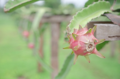 Foto: Reprodução/Prefeitura de Lucas do Rio Verde - MT