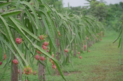Foto: Reprodução/Prefeitura de Lucas do Rio Verde - MT