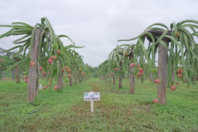 Foto: Reprodução/Prefeitura de Lucas do Rio Verde - MT