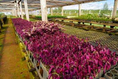 Foto: Reprodução/Prefeitura de Lucas do Rio Verde - MT