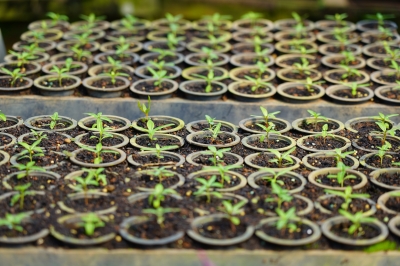 Foto: Reprodução/Prefeitura de Lucas do Rio Verde - MT