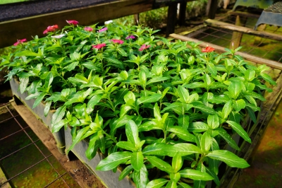 Foto: Reprodução/Prefeitura de Lucas do Rio Verde - MT