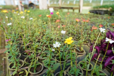 Foto: Reprodução/Prefeitura de Lucas do Rio Verde - MT